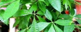 发财树冬天叶子下垂是什么原因,怎么补救(发财树掉叶子一碰就