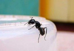 家里有蚂蚁怎么办？(家里蚂蚁怎么彻底清除)