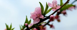 桃花的花瓣和萼片的数量(花瓣雄蕊雌蕊萼片图片)