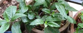 野生的荠菜可以生吃吗(野生的荠菜生吃有毒吗)