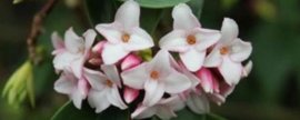 瑞香花语和寓意(瑞香寓意和象征)