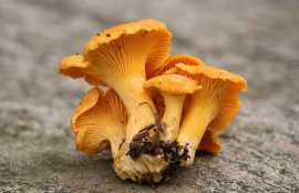 鸡油菌的家常做法大全(鸡油菌怎么煲汤)