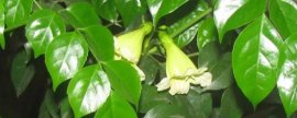 幸福树开花吗?几年一开花(幸福树开花是祥兆)
