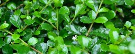福建茶盆景几月开花(福建茶盆景如何过冬)