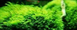 最常见的水草(十大最好养的水草)