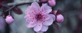 桃花的介绍桃花的特点(桃花特点与外貌描写)