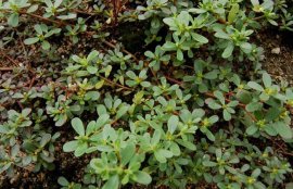孕妇能吃马齿菜吗？(少量马齿苋孕妇能吃吗)