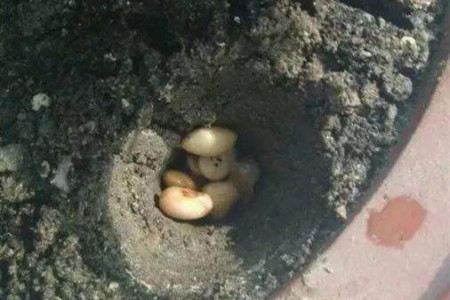 黄豆