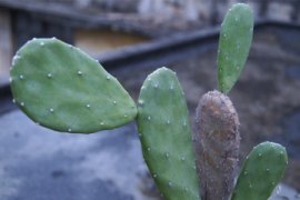 仙人掌怎么浇水