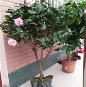 3棵茶花绑一绑，枝条又粗又壮，年年开花100朵！