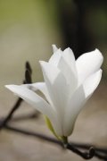 白玉兰怎么施肥
