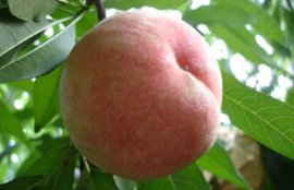 怀孕可以吃水蜜桃吗？(蜜桃孕妇能吃吗)