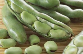 蚕豆有毒吗？(生蚕豆吃了会中毒吗)