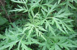 艾草孕妇可以吃吗？(孕早期保胎可以吃艾草吗)
