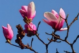 玉兰花图片（形态特征和养护方法简介）