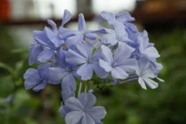 <b>蓝雪花的养殖方法和注意事项</b>