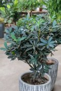 绿萝茶花…裹个毛巾，大冬天也呼呼冒根，20天长