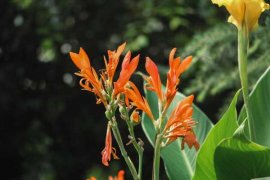 <b>美人蕉什么时候开花？美人蕉图片</b>