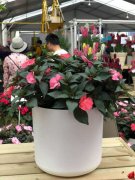 凤仙花可以放室内吗