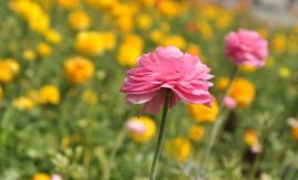 花毛茛花后的处理方法