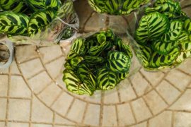 孔雀竹芋的繁殖方法大全