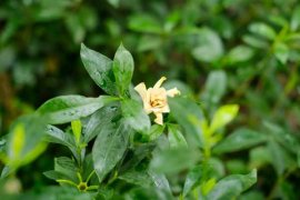 <b>栀子花换盆注意事项</b>