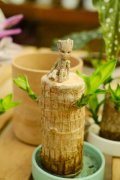 巴西木叶子发黄怎么办