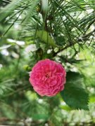 <b>蔷薇花的养殖方法</b>