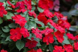 凤仙花怎么换盆定植
