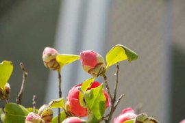 茶花怎么嫁接