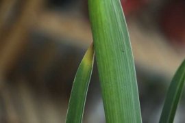 风信子烂根怎么办