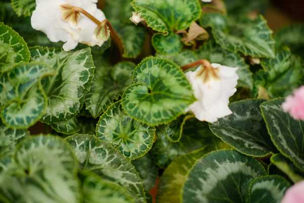 关于仙客来的故事 依稀植物网