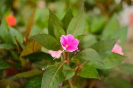 凤仙花怎么采种