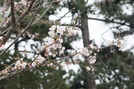 樱花开花后怎么养护