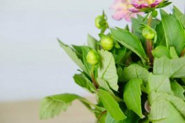 小丽花开花后怎么处理，怎么剪