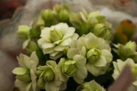 长寿花开花后要怎么养