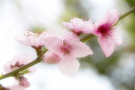 桃花种子怎么种