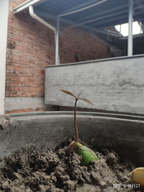 种子从发芽到成长过程