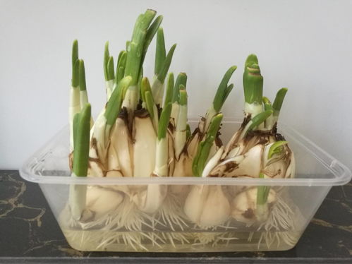 大蒜1—7天成长记录表