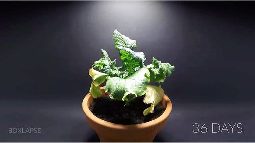 小葱1一7天的成长记录图