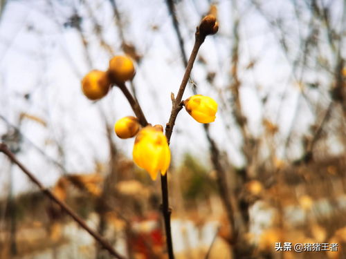 冬天开的花有哪些