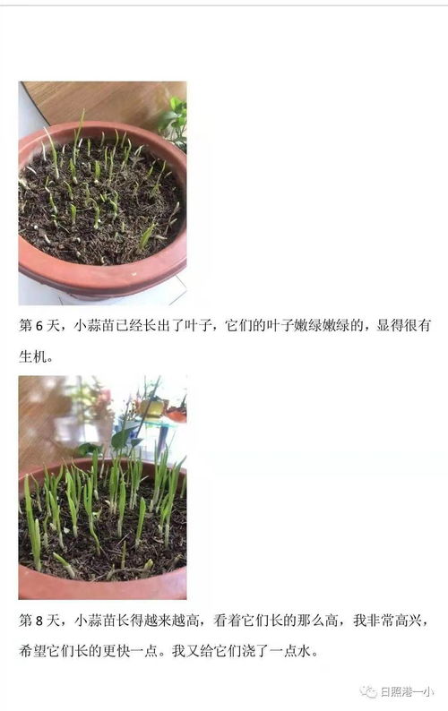 蒜苗的生长过程图片