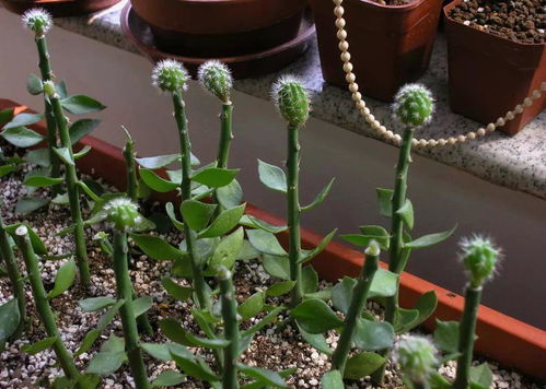叶仙的种植方法