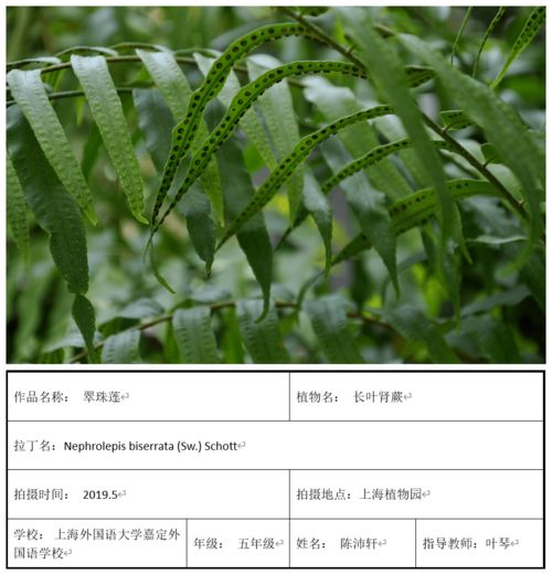 小学生植物生长过程作业