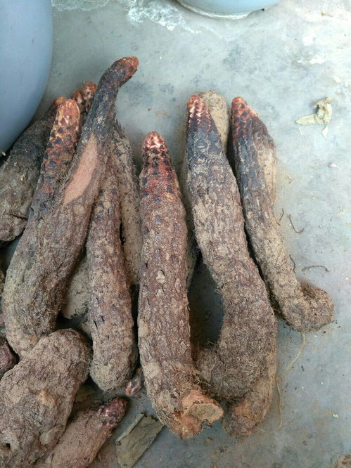 锁阳怎么吃