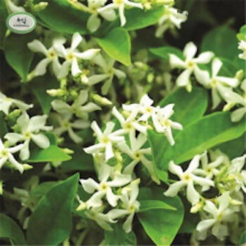风车茉莉