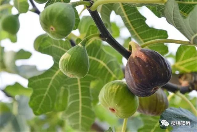 农民群无花果的栽种技术，你知道吗？