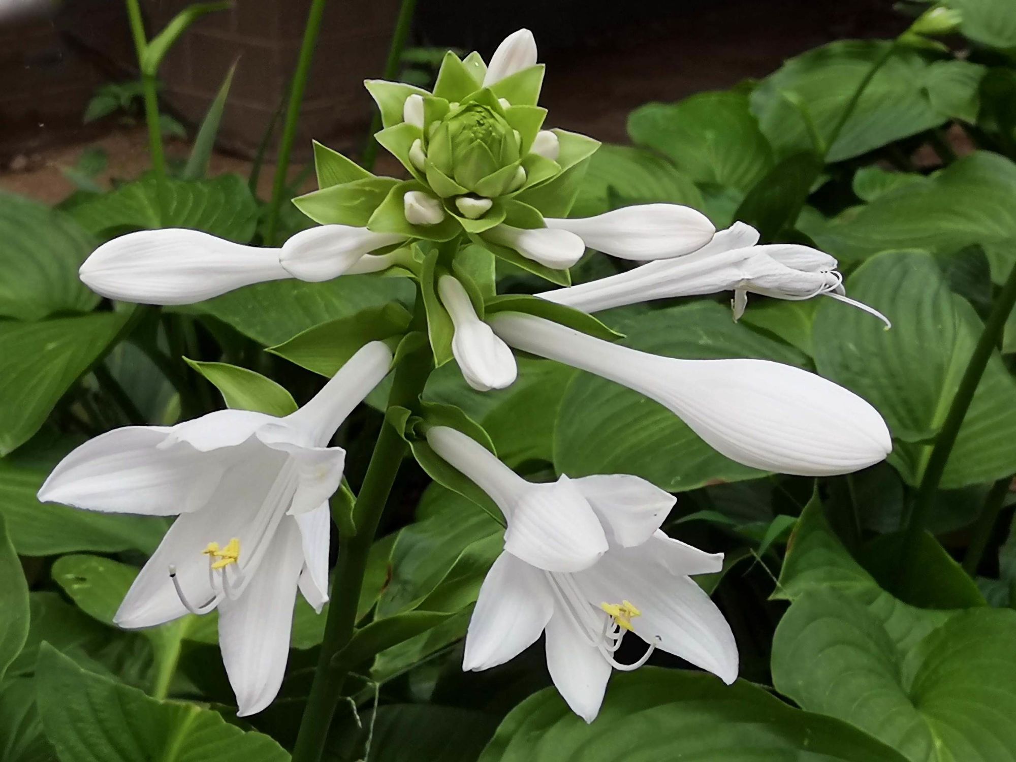 花叶玉簪：叶大似羽，花序近圆