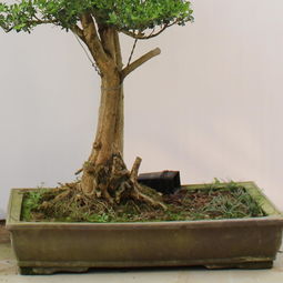 红豆杉盆景漂亮造型图片展示