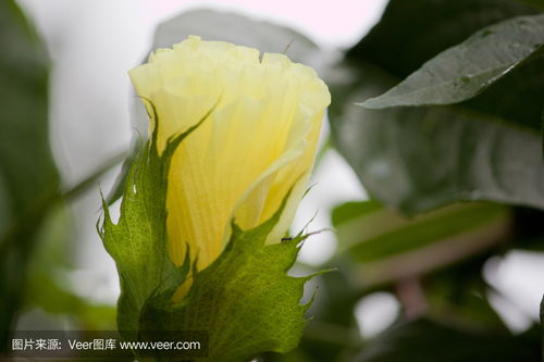 鬼怪送棉花是什么意思